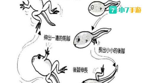 小蝌蚪视频2018年版下载