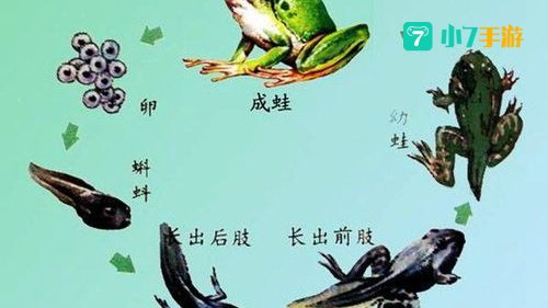 小蝌蚪视频2018年版下载