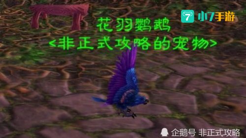 花羽鹦鹉